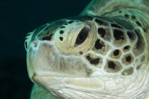 Green Turtle (Chelonia mydas) adult, close-up of head, Sipadan Island, Sabah, Borneo, Malaysia