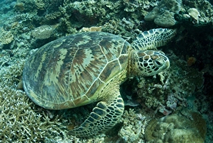 Green Turtle (Chelonia mydas) adult, resting on reef coral, Sipadan Island, Sabah, Borneo, Malaysia