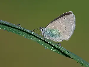 Green-underside Blue (Glaucopsyche alexis) adult female, resting on grass with early morning dew, Peloponesos, Southern Greece, april