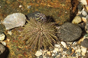 Shallows Prints: Green Urchin (Psammechinus miliaris) adult