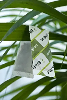 Spider Prints: A green V shape packet of Amblyseius cucumeris mite predators on conservatory plant to control pest mites