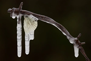 Wire Prints: Green-veined White Butterfly (Pieris napi) adult