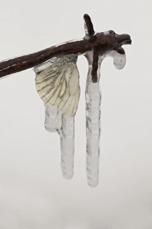 Green-veined White Butterfly (Pieris napi) adult, frozen in icicles on barbed wire, Sheffield, South Yorkshire