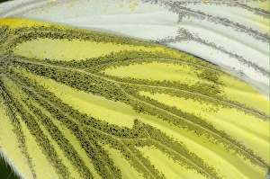 Green-veined White (Pieris napi) adult, close-up of wing underside, Oxfordshire, England