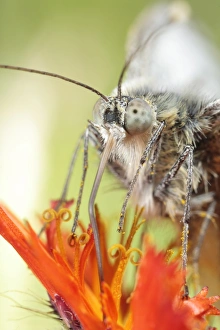 Butter Fly Prints: Green-veined White (Pieris napi) adult