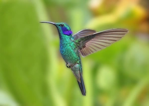 Costa Rican Prints: Green Violet-ear (Colibri thalassinus) adult male