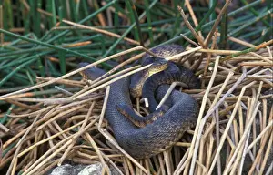 Snake Prints: Green Water Snake (Nerodia cyclopion) Florida Race / mating