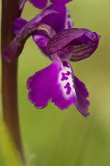 Green-winged Orchid (Orchis morio) close-up of flower, Crowle, Lincolnshire, England, may