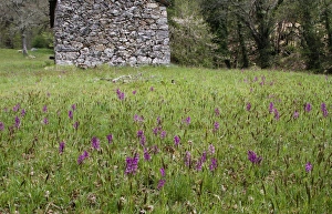 Green-winged Orchid (Orchis morio) flowering, mass growing in mountain meadow habitat, Corsica, France, April