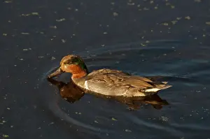 Florida Prints: Green-winged Teal (Anas crecca carolinensis) adult male