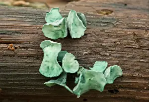 Wiltshire Prints: Green Wood Cup (Chlorociboria aeruginascens) fruiting bodies