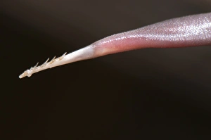 Details Prints: Green Woodpecker (Picus viridis) adult, close-up of tongue showing barbs, Italy