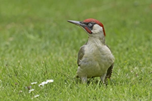 Green Woodpecker (Picus viridis) adult male, anting on garden lawn, with ant on neck, Warwickshire, England, summer