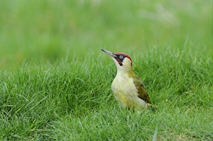 Wood Pecker Prints: Green Woodpecker (Picus viridis) adult male