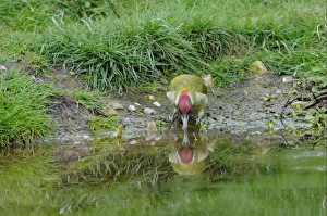 Green Woodpecker (Picus viridis) adult male, drinking from pond, Oxfordshire, England, april