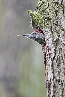 Wood Pecker Prints: Green Woodpecker (Picus viridis) female chick
