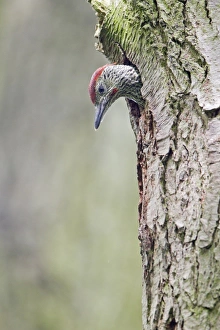 Wood Pecker Prints: Green Woodpecker (Picus viridis) male chick
