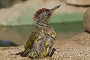 Wood Pecker Prints: Green Woodpecker (Picus viridis sharpei) adult male