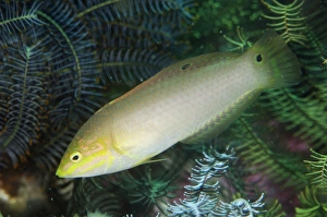 Komodo Prints: Green Wrasse (Halichoeres solorensis) adult