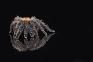 Captive Prints: Greenbottle Blue Tarantula (Chromatopelma cyaneopubescens) adult