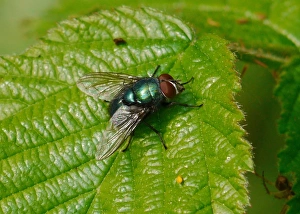Greenbottle (Lucilia caesar) adult, resting on leaf, West Sussex, England, april
