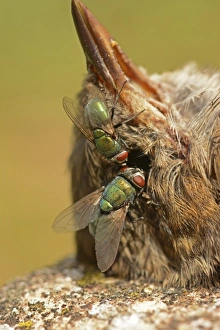 Carrion Prints: Greenbottle (Lucilia caesar) two adults