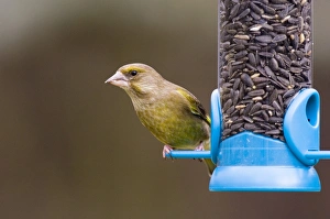S Eed Prints: Greenfinch (Carduelis chloris) adult