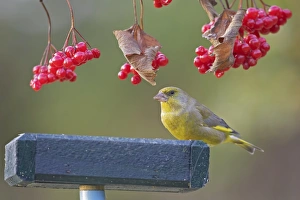 UK Garden Bird Prints: Greenfinch (Carduelis chloris) adult male