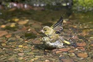 Green Finch Prints: Greenfinch (Carduelis chloris) adult male