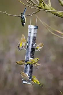 S Eed Prints: Greenfinch (Carduelis chloris) and Great Tit (Parus major) adults