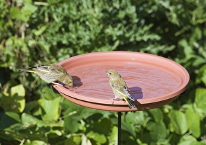 Green Finch Prints: Greenfinch (Carduelis chloris) two immatures
