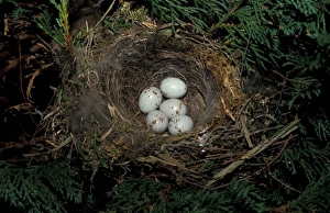 Green Finch Prints: Greenfinch (Carduelis chloris) Nest with five eggs