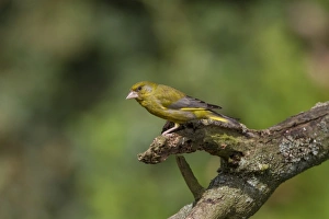 Greenfinch Male