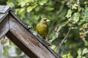 Carduelis Prints: Greenfinch Male on bird table
