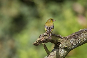 Carduelis Prints: Greenfinch Male in summer plumage