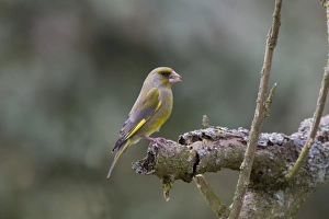 Chloris Prints: Greenfinch perched on dead branch