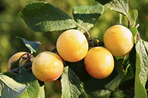Wild Prints: Greengage (Prunus domestica ssp)