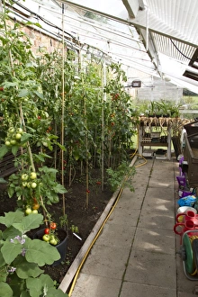 Green Prints: A greenhouse with tomatoes growing and onions drying