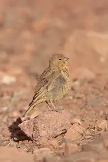 Greenish Yellow-finch (Sicalis olivascens olivascens) immature male, standing on stone, La Quiaca, Jujuy, Argentina, july