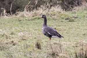 Geese Prints: Greenland White fronted Goose, 0n Isle of Islay Scotland