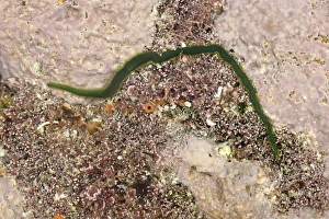Shallows Prints: Greenleaf Bristleworm (Eulalia viridis) adult