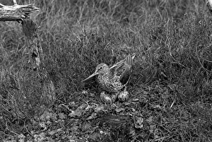 Waders Prints: Greenshank at nest, Morlich. Taken by Eric Hosking in 1947