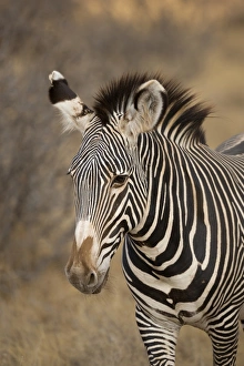 Equids Prints: Grevys Zebra (Equus grevyi) adult