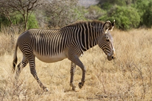 Equids Prints: Grevys Zebra (Equus grevyi) adult