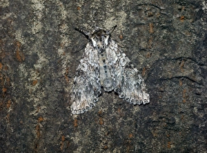 Grey Arches (Polia nebulosa) adult
