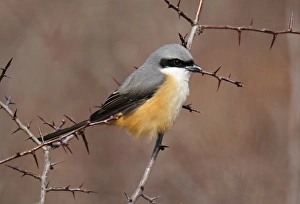 Shrikes Prints: Grey-backed Shrike (Lanius tephronotus) adult, perched in thorn bush, Yunnan, China, april