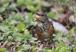 Thrush Prints: Grey-backed Thrush (Turdus hortulorum) adult female