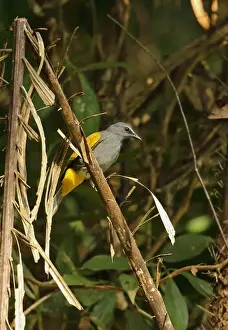 Indochina Prints: Grey-bellied Bulbul (Pycnonotus cyaniventris cyaniventris) adult