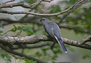 Cuckoos Prints: Grey-bellied Cuckoo (Cacomantis passerinus) adult, perched on branch, Sri Lanka, december