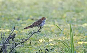 Grey-bellied Cuckoo (Cacomantis passerinus) hepatic form, adult female, perched on branch overhanging swamp, Sri Lanka